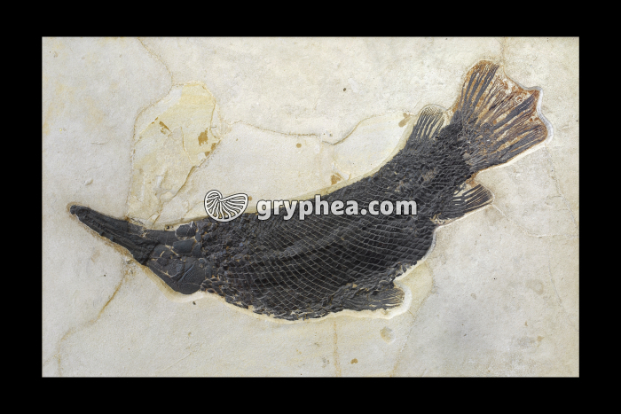 Lepisosteus 50 MA - gryphea.org